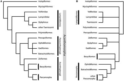 The Phylogenetic Intrarelationships of Spiny-Rayed Fishes (Acanthomorpha, Teleostei, Actinopterygii): Fossil Taxa Increase the Congruence of Morphology with Molecular Data